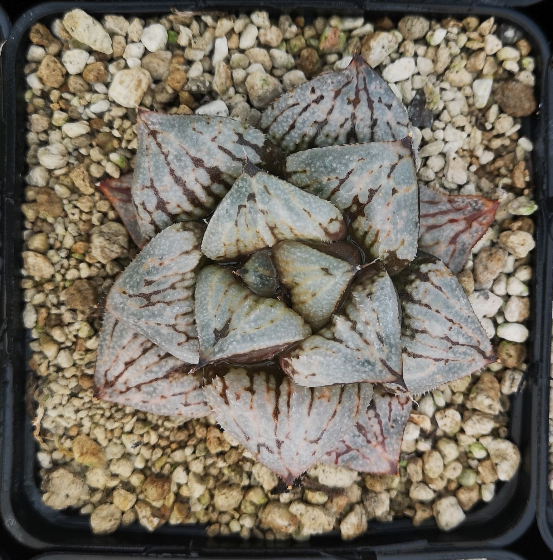 Haworthia KYO-NO-KOI Ex. Kawahigashi Sakai